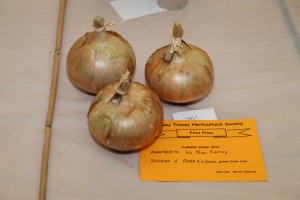 Class 3: 3 Onions grown from sets