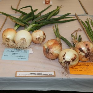 Class 4: 3 Onions grown from seed