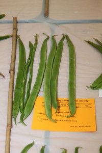 Class 5: 6 Runner Beans