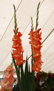 Gladiola