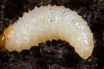 vine weevil grub